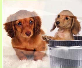 standard dachshund breeders southern california